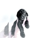 Small Photo #4 Goldendoodle (Miniature) Puppy For Sale in JENKS, OK, USA