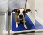 Small Mutt