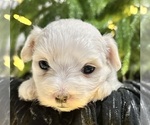Small #4 Maltese