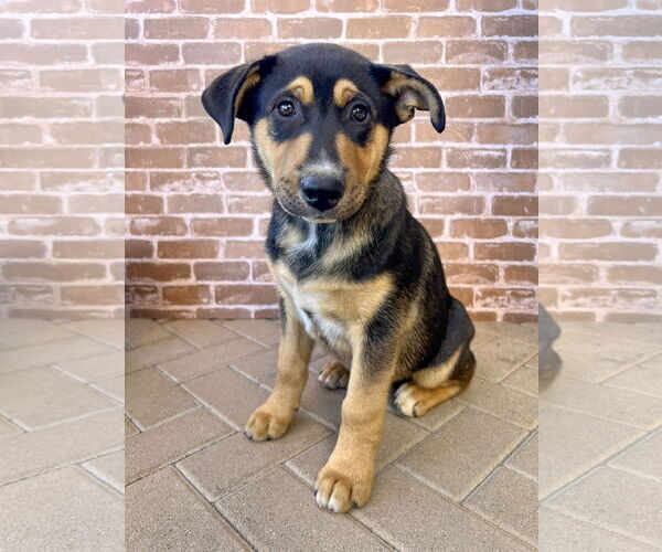 Medium Photo #6 Gerberian Shepsky Puppy For Sale in Corona, CA, USA