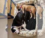 Small #6 Bulldog Mix