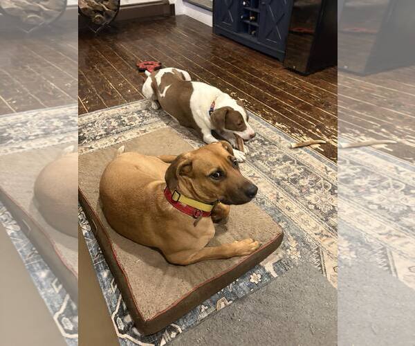 Medium Photo #8 Mutt Puppy For Sale in Woodbury, NY, USA