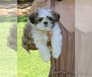 Mal-Shi Puppy for sale in PLACERVILLE, CA, USA