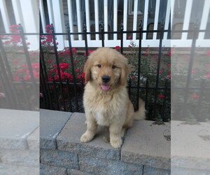 Golden Retriever Puppy for Sale in MECHANICSVILLE, Maryland USA