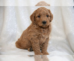 Small #2 Goldendoodle (Miniature)