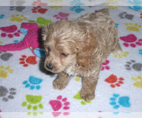 Medium Photo #7 Cocker Spaniel-Poodle (Miniature) Mix Puppy For Sale in ORO VALLEY, AZ, USA