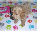 Small Photo #7 Cocker Spaniel-Poodle (Miniature) Mix Puppy For Sale in ORO VALLEY, AZ, USA