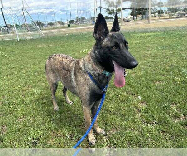 Medium Photo #2 Mutt Puppy For Sale in Imlay City, MI, USA