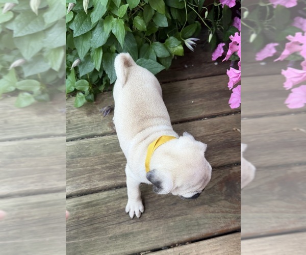 Medium Photo #15 Pug Puppy For Sale in ATHENS, WI, USA