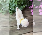Small #14 Pug