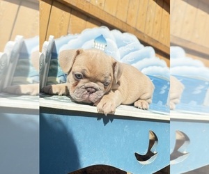 French Bulldog Puppy for sale in ELK GROVE, CA, USA
