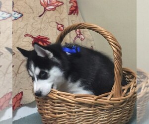 Siberian Husky Puppy for sale in LATHAM, MO, USA