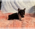 Small Photo #17 American Corgi Puppy For Sale in CANAL WINCHESTER, OH, USA