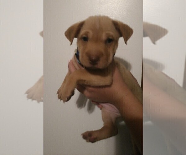 Medium Photo #1 Chihuahua-Chinese Shar-Pei Mix Puppy For Sale in LEETONIA, OH, USA