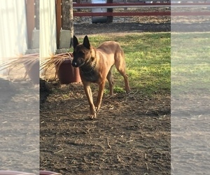 Father of the Belgian Malinois puppies born on 04/12/2022