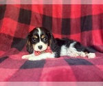 Small #4 Cavalier King Charles Spaniel