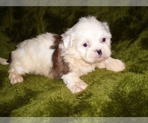 Shih Tzu Puppy for sale in JACKSON, MS, USA