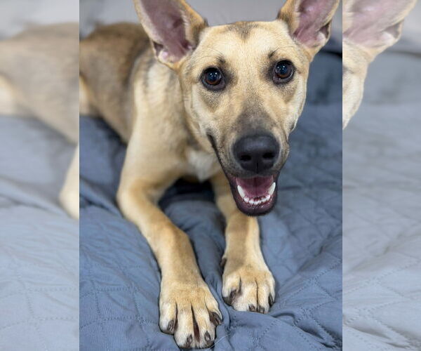 Medium Photo #7 Mutt Puppy For Sale in Sandy, UT, USA