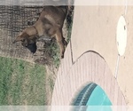 Small Photo #2 Belgian Malinois Puppy For Sale in HARKER HEIGHTS, TX, USA