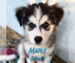 Small #3 Golden Pyrenees-Siberian Husky Mix