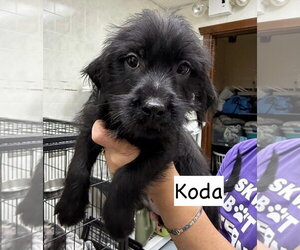 Mutt Dogs for adoption in Gilberts, IL, USA