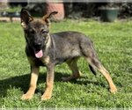 Small Photo #2 German Shepherd Dog-Unknown Mix Puppy For Sale in PIPE CREEK, TX, USA