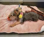 Small Photo #2 Yorkshire Terrier Puppy For Sale in PHOENIX, AZ, USA