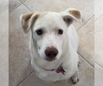 Small Photo #1 Carolina Dog Puppy For Sale in Corona, CA, USA