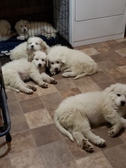 Great Pyrenees Puppy for sale in RAYMONDVILLE, MO, USA