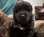 Puppy Kobe Chow Chow-Samoyed Mix