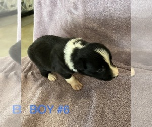 Border Collie Puppy for sale in RAYMOND, NE, USA