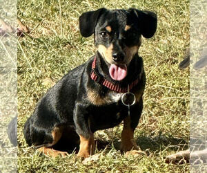 Dachshund Dogs for adoption in Spring Lake, NC, USA