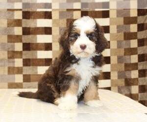 Bernedoodle (Miniature) Puppy for sale in DENVER, PA, USA