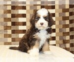 Image preview for Ad Listing. Nickname: Hank