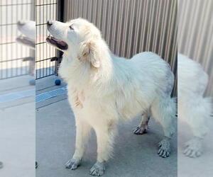 Great Pyrenees Dogs for adoption in Sacramento, CA, USA