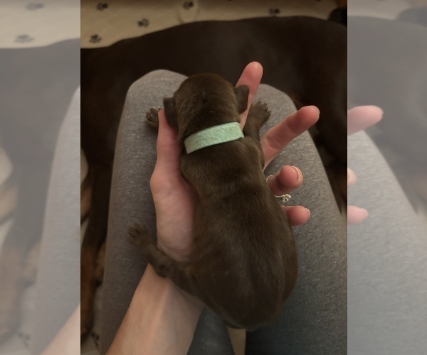 Medium Photo #7 Doberman Pinscher Puppy For Sale in MACOMB TOWNSHIP, MI, USA