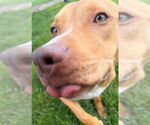 Small #1 American Pit Bull Terrier