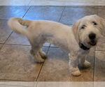 Small #3 Maltipoo