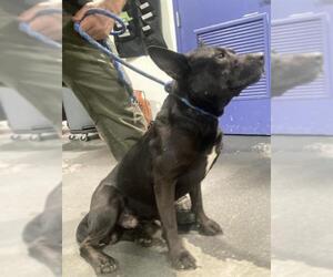 American Pit Bull Terrier Dogs for adoption in Bakersfield, CA, USA