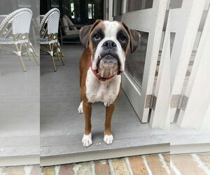 Boxer Dogs for adoption in Dumont, NJ, USA