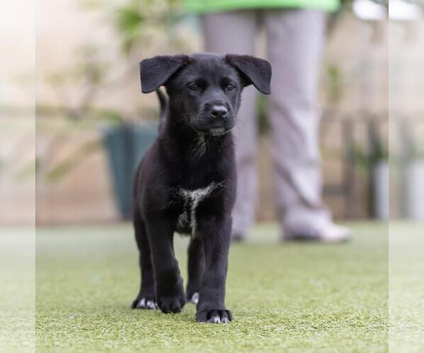 Medium Photo #5 Labrador Retriever-Unknown Mix Puppy For Sale in San Diego, CA, USA
