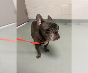 French Bulldog Dogs for adoption in St. Cloud, FL, USA