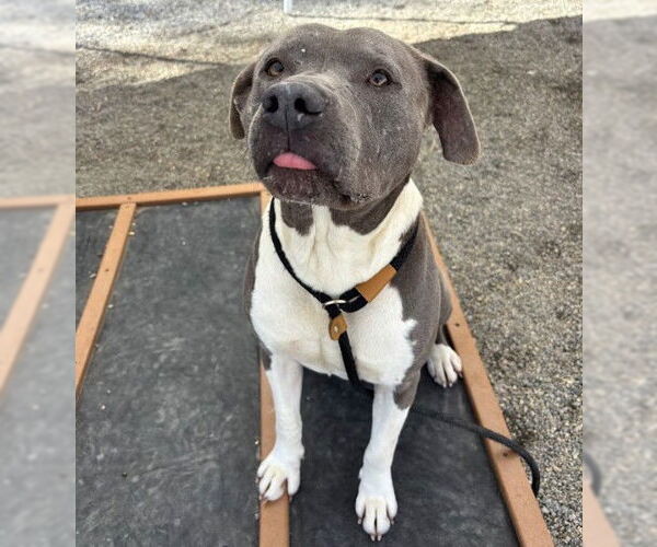 Medium Photo #3 American Pit Bull Terrier-Unknown Mix Puppy For Sale in Palmetto, FL, USA