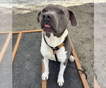 Small #2 American Pit Bull Terrier Mix