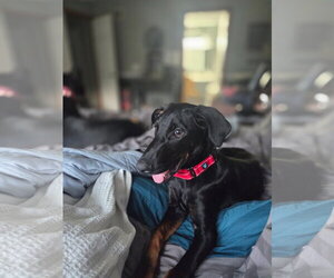 Doberman Pinscher-Unknown Mix Dogs for adoption in Minneaoplis, MN, USA