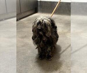 Poodle (Miniature) Dogs for adoption in Forestville, MD, USA