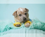 Small #5 Australian Cattle Dog