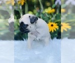 Small Photo #3 Pug Puppy For Sale in CANTON, CT, USA