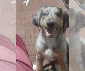 Australian Shepherd-Doberman Pinscher Mix Puppy for sale in CLEARLAKE OAKS, CA, USA