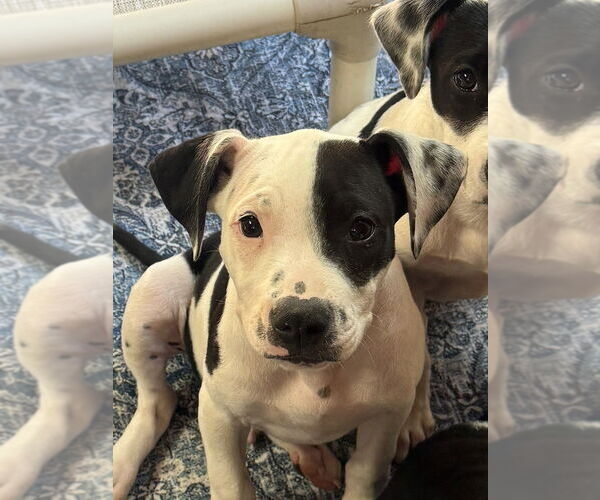 Medium Photo #2 American Pit Bull Terrier-Unknown Mix Puppy For Sale in Bolivar, MO, USA